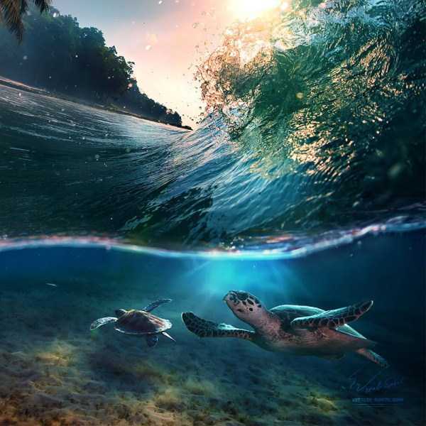 Mesmerizing Photos of Life Underwater (45 photos)