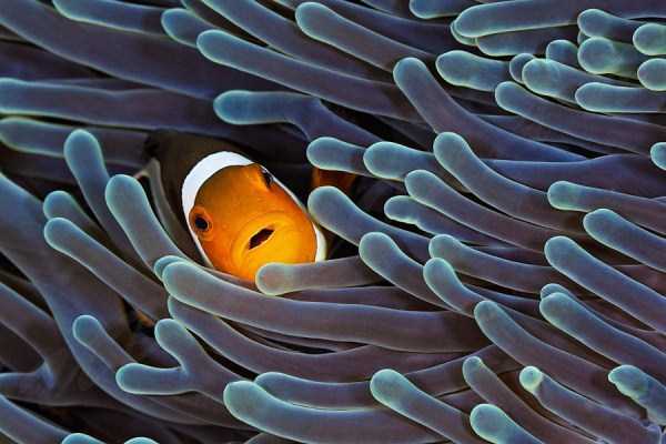Mesmerizing Photos of Life Underwater (45 photos)