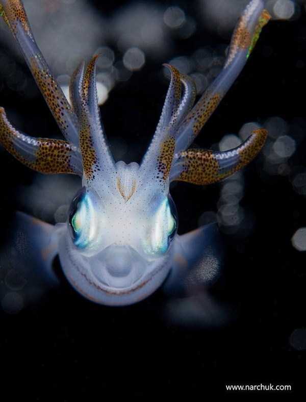 underwater photographs 6