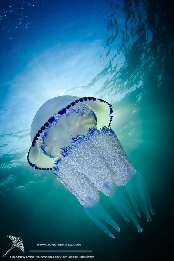 Mesmerizing Photos of Life Underwater (45 photos)