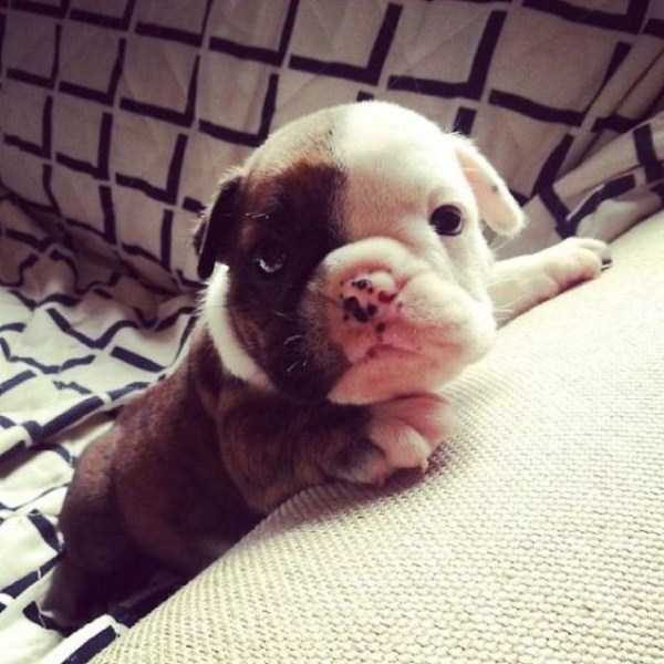 Bulldog Puppies That Are Just Too Cute To Handle (54 photos)