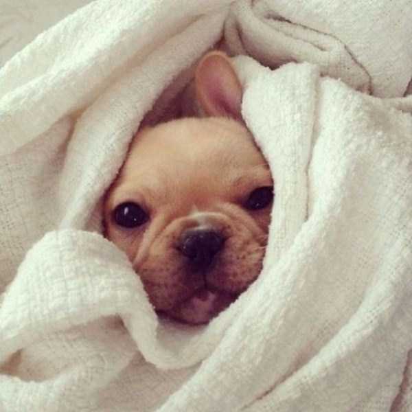 Bulldog Puppies That Are Just Too Cute To Handle (54 photos)