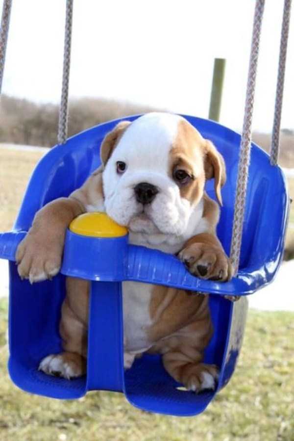 Bulldog Puppies That Are Just Too Cute To Handle (54 photos)