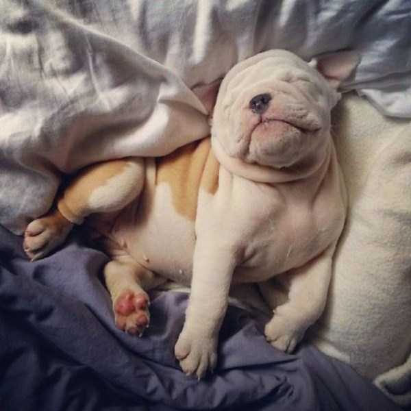 Bulldog Puppies That Are Just Too Cute To Handle (54 photos)