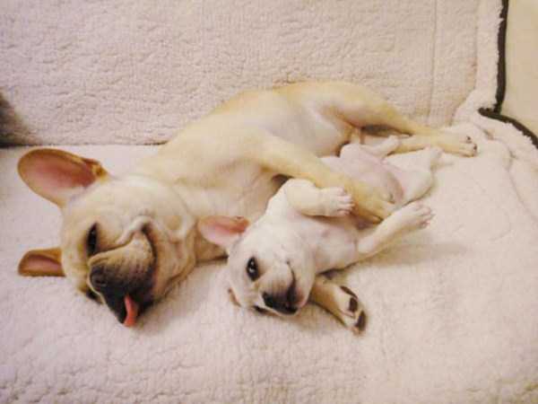 Bulldog Puppies That Are Just Too Cute To Handle (54 photos)