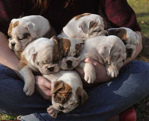 Bulldog Puppies That Are Just Too Cute To Handle (54 photos)
