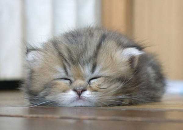 Adorable Sleepy Cats (38 photos)