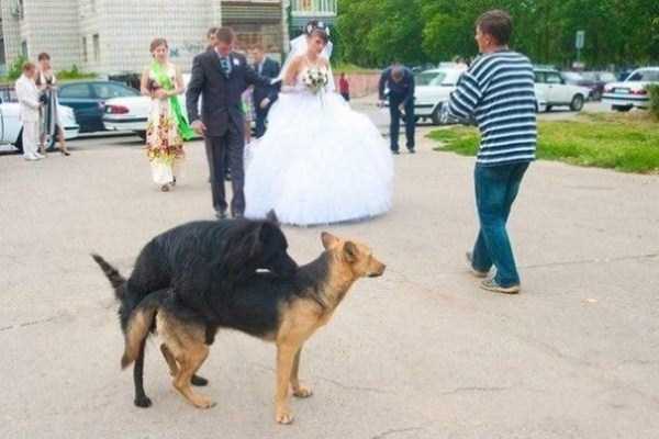 crazy russian wedding pictures 40