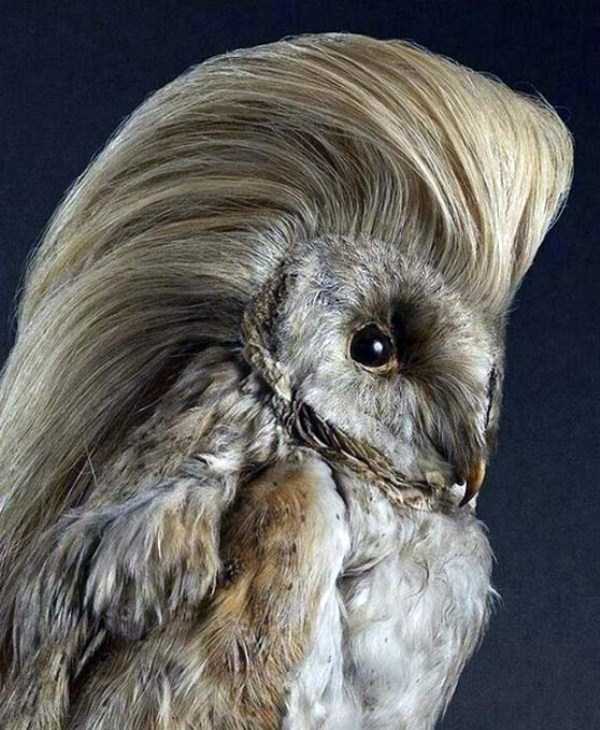 30 Hilariously Awful Examples of Taxidermy (30 photos)