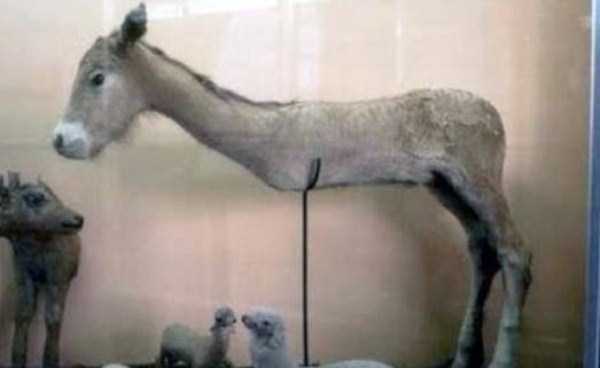 examples of bad taxidermy 11