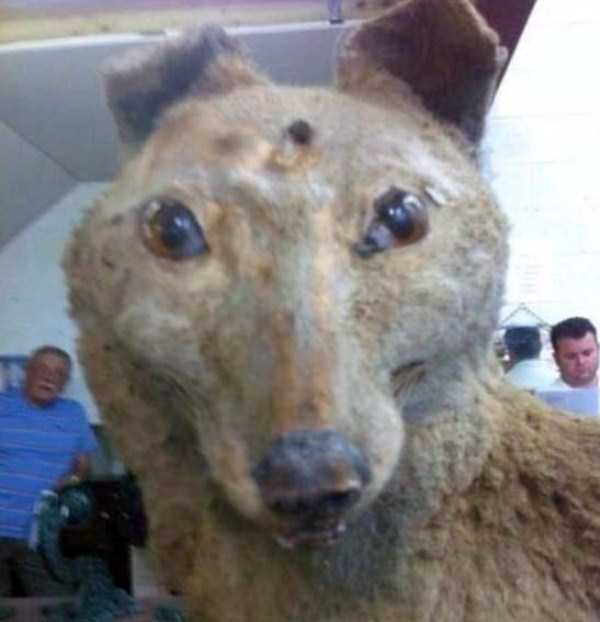30 Hilariously Awful Examples of Taxidermy (30 photos)