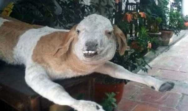 30 Hilariously Awful Examples of Taxidermy (30 photos)