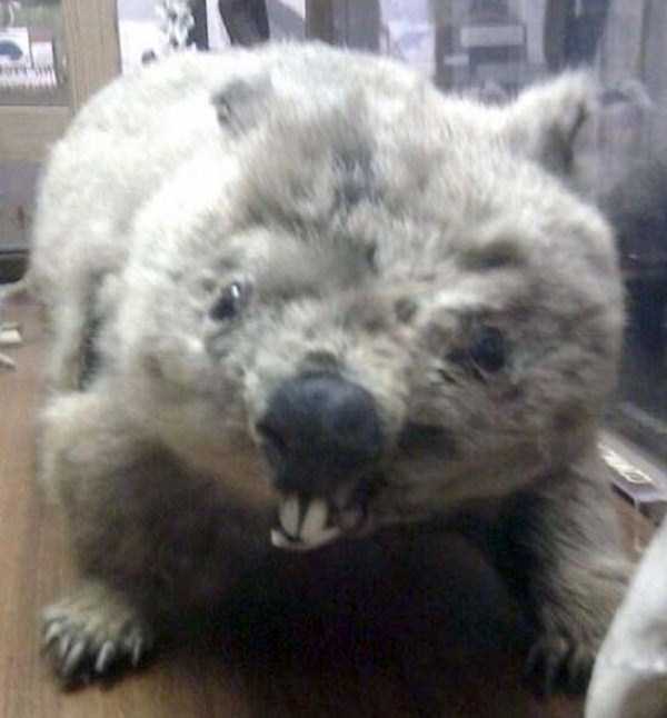 30 Hilariously Awful Examples of Taxidermy (30 photos)