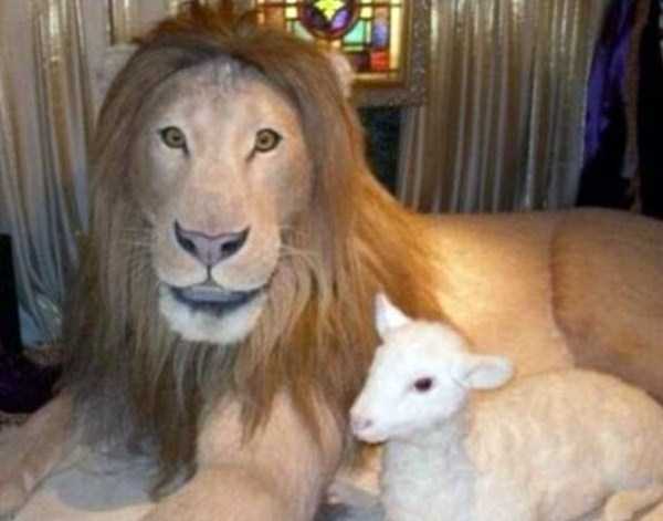 30 Hilariously Awful Examples of Taxidermy (30 photos)