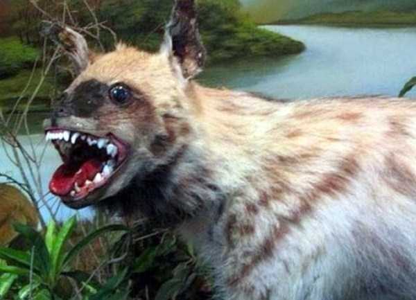 30 Hilariously Awful Examples of Taxidermy (30 photos)