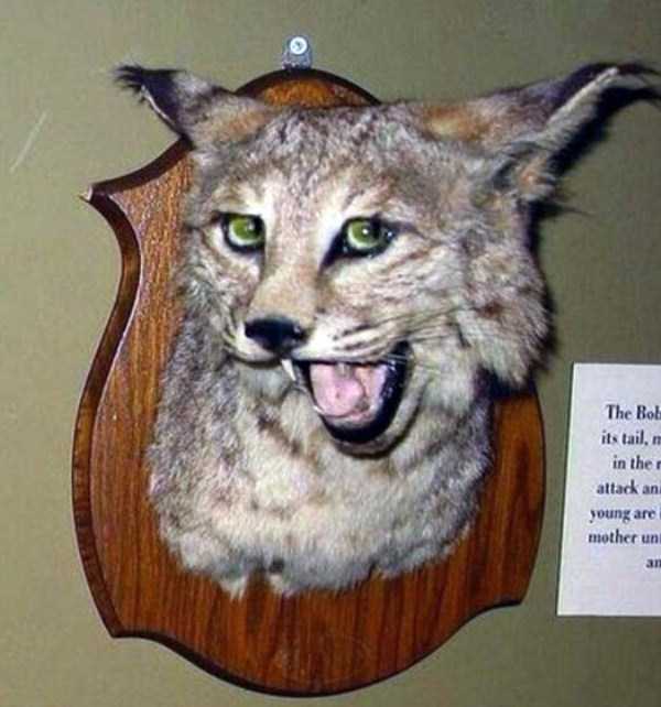 30 Hilariously Awful Examples of Taxidermy (30 photos)