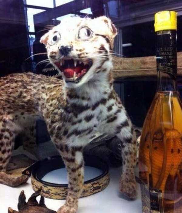 30 Hilariously Awful Examples of Taxidermy (30 photos)