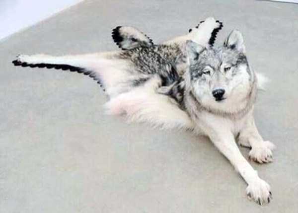 30 Hilariously Awful Examples of Taxidermy (30 photos)