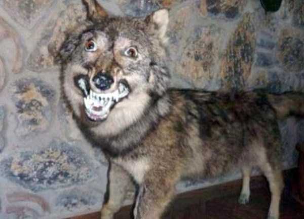 30 Hilariously Awful Examples of Taxidermy (30 photos)