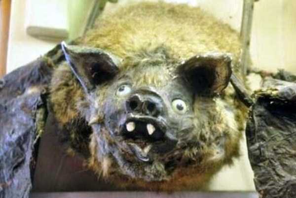 30 Hilariously Awful Examples of Taxidermy (30 photos)