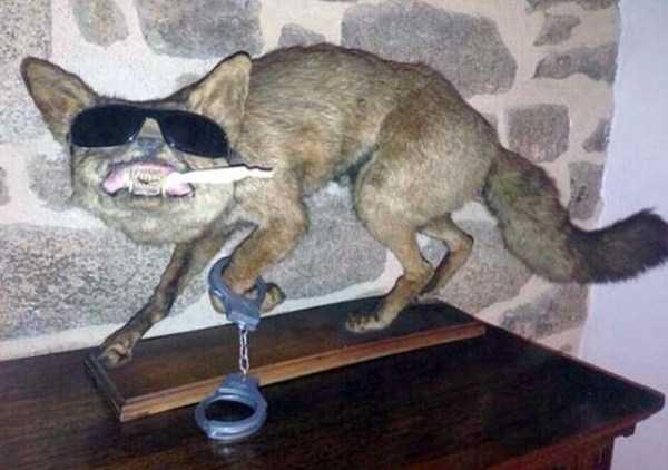 30 Hilariously Awful Examples of Taxidermy (30 photos)