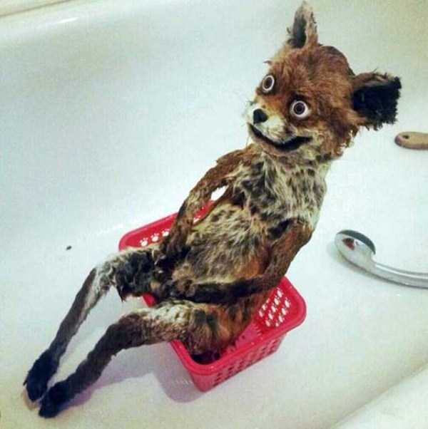 30 Hilariously Awful Examples of Taxidermy (30 photos)