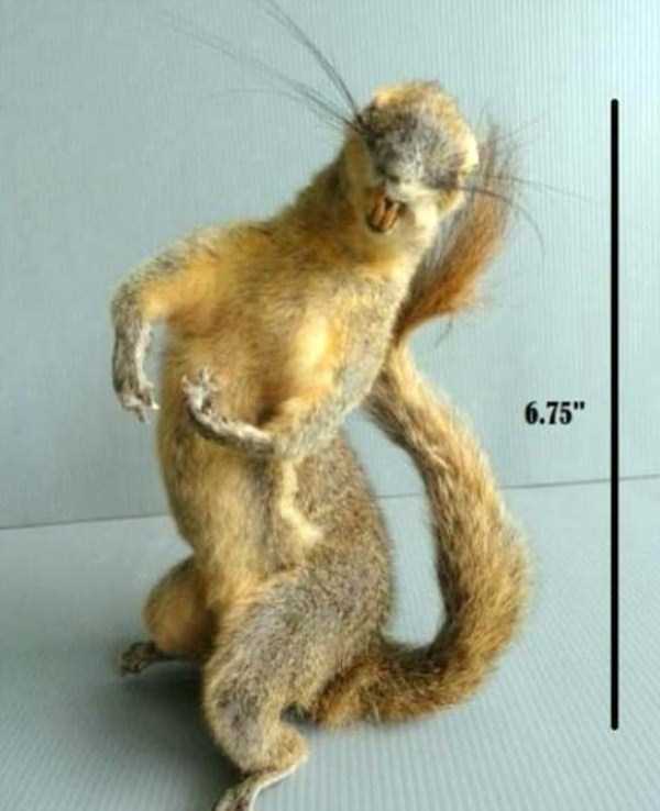 30 Hilariously Awful Examples of Taxidermy (30 photos)