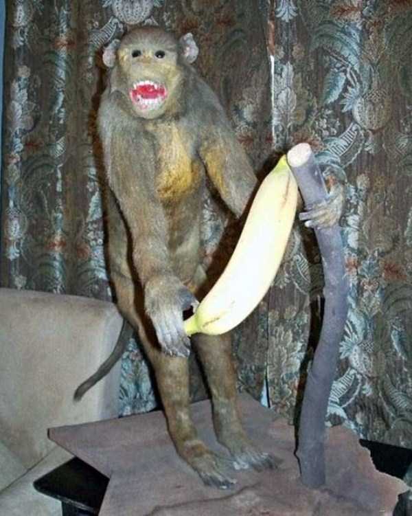 30 Hilariously Awful Examples of Taxidermy (30 photos)