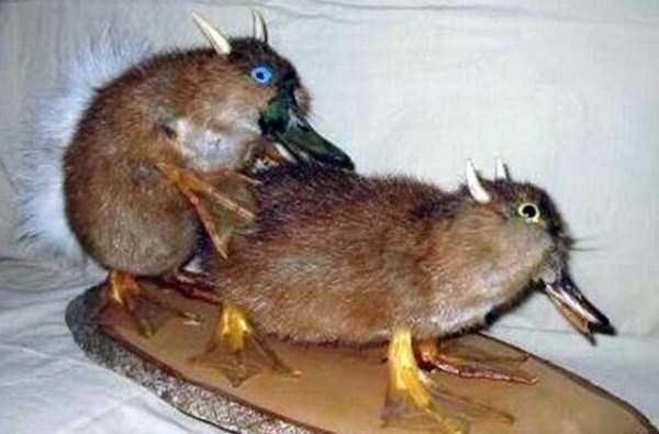 30 Hilariously Awful Examples of Taxidermy (30 photos)