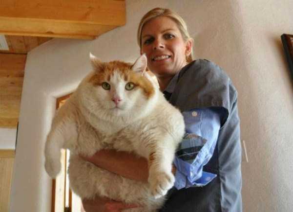 Super-Sized Pet Cats (30 photos)