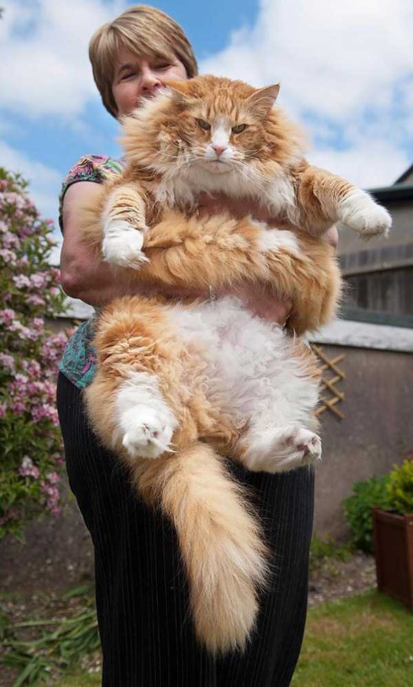 Super Sized Pet Cats (30 photos)