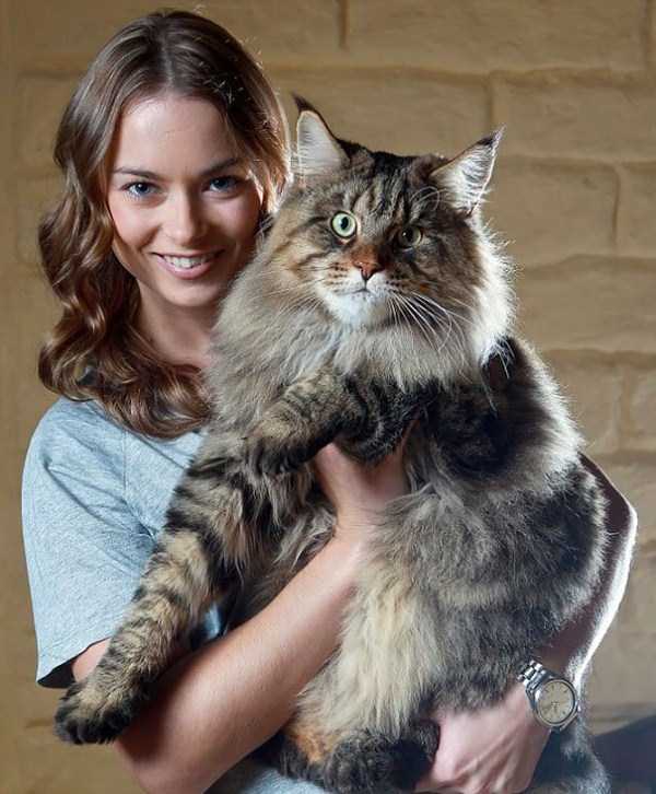 Super Sized Pet Cats (30 photos)