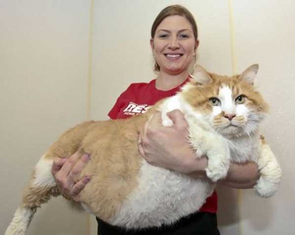 Super Sized Pet Cats (30 photos)
