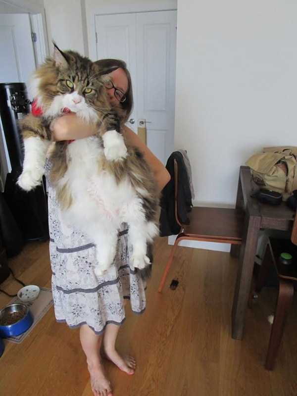 Super Sized Pet Cats (30 photos)