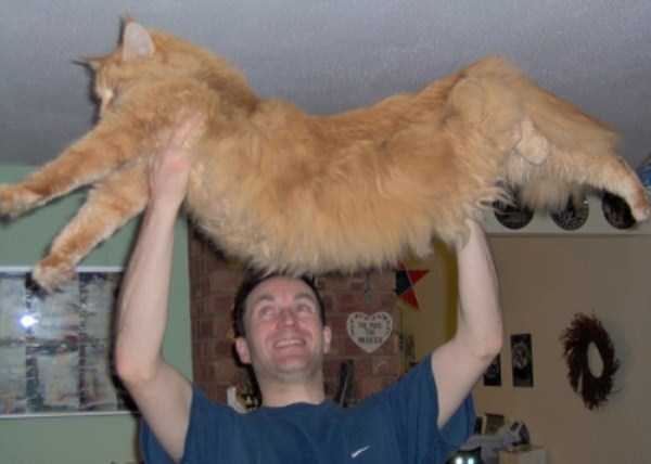 Super Sized Pet Cats (30 photos)
