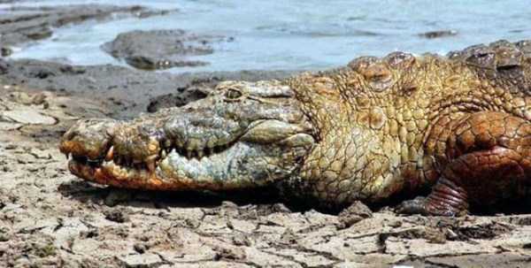 humans and crocodiles live together 13
