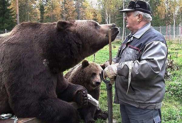 in russia bears are pets 3