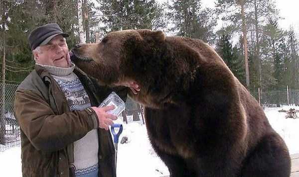 in russia bears are pets 5