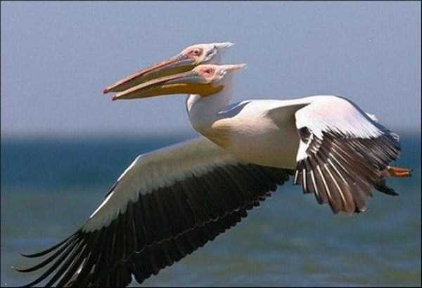 Perfectly Timed Animal Photos (90 photos)