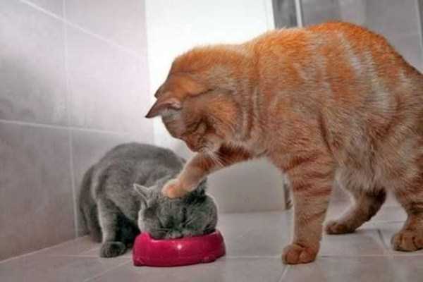 Perfectly Timed Animal Photos (90 photos)