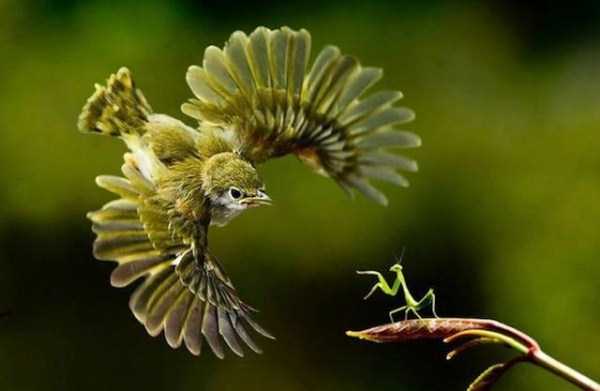 Perfectly Timed Animal Photos (90 photos)