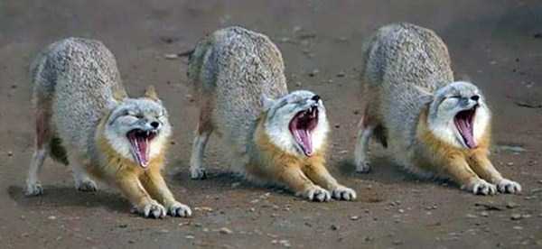 Perfectly Timed Animal Photos (90 photos)