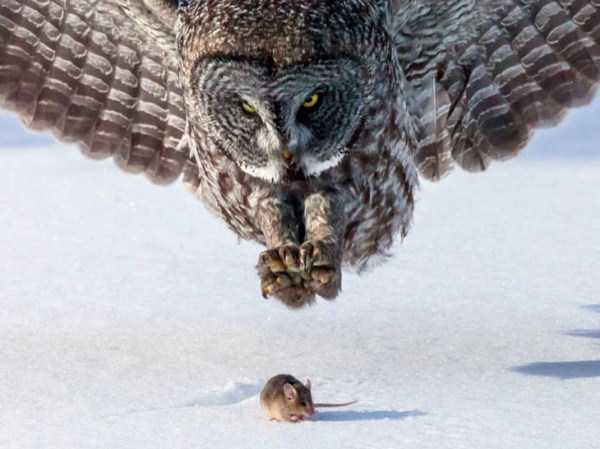 Perfectly Timed Animal Photos (90 photos)
