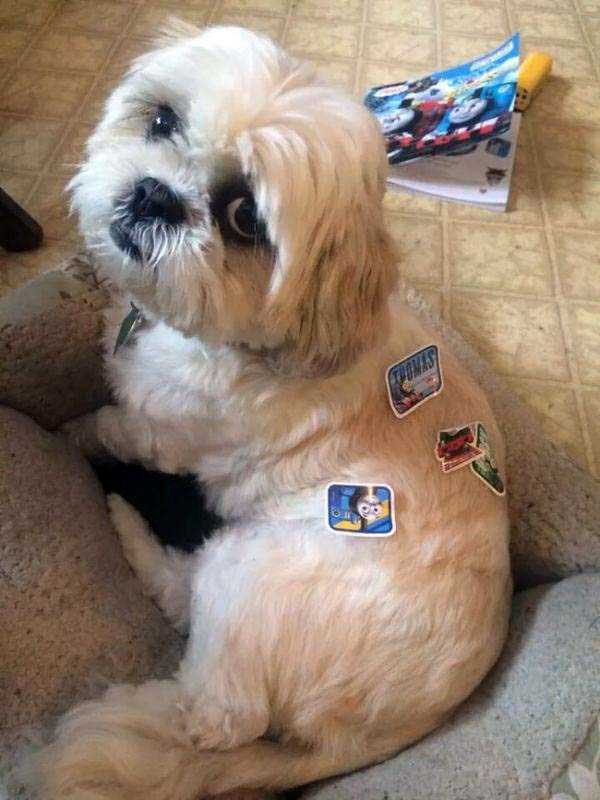 Pets Who Have Mastered the Art of Patience (30 photos)