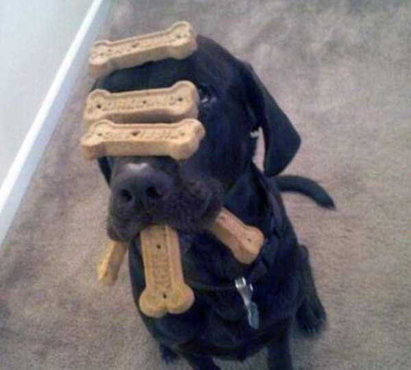 Pets Who Have Mastered the Art of Patience (30 photos)
