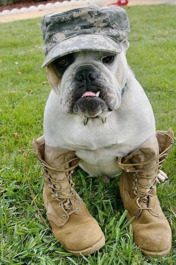 Funny Dogs are Always Good Mood Boosters (55 photos)