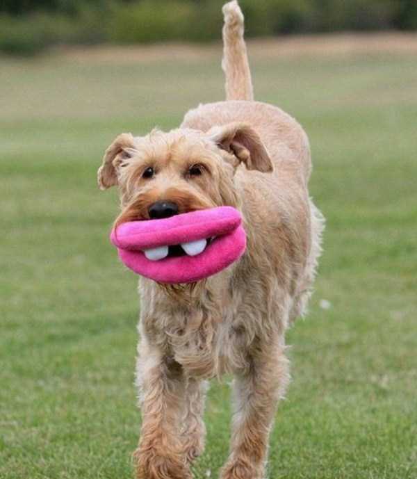 Funny Dogs are Always Good Mood Boosters (55 photos)