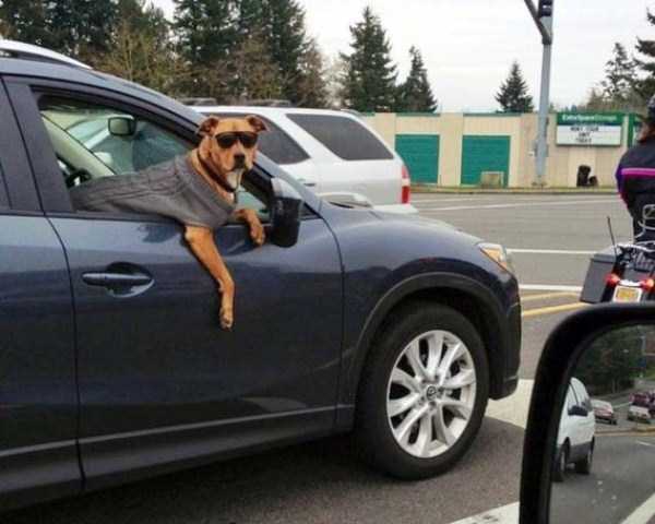 Funny Dogs are Always Good Mood Boosters (55 photos)