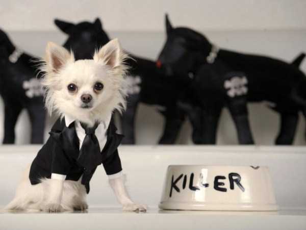 Funny Dogs are Always Good Mood Boosters (55 photos)