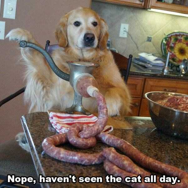 Funny Captions Make The Difference (71 photos)